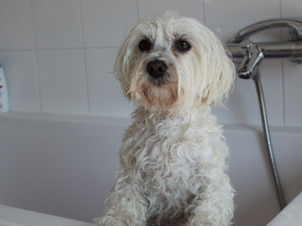Kako izbrati primeren pasji šampon
